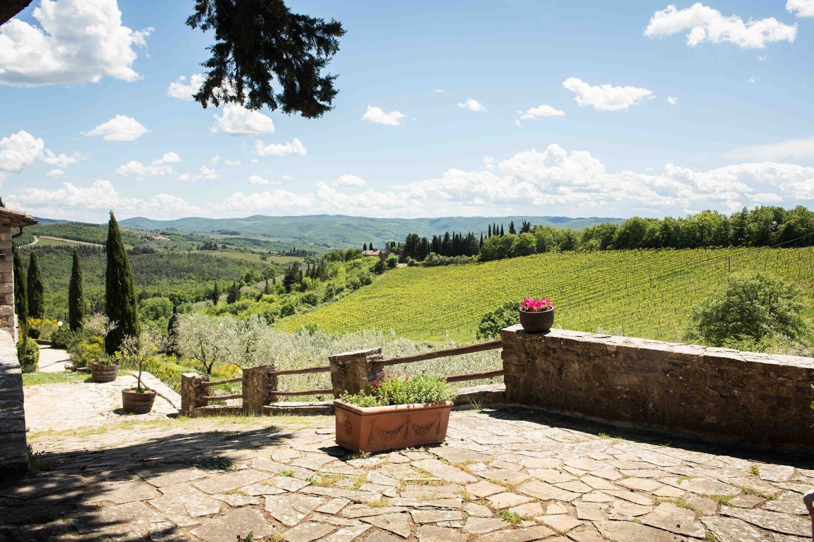 An Old Vineyard with Heritage Montefili Joins the Old Vine Conference